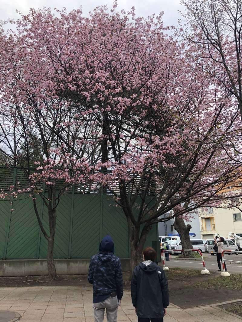 新年度の始まり！ジョイフルのメンバーで桜と春を見に行きました☆